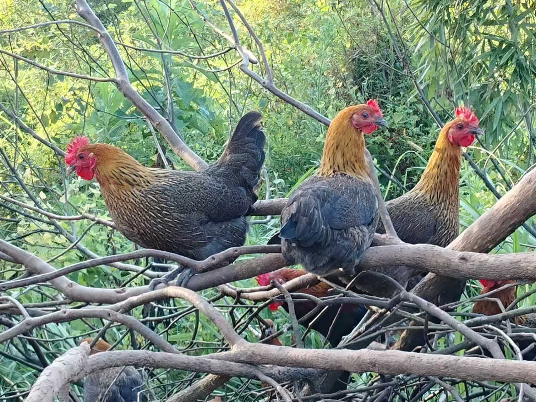 cf1449030ae1a3ee5c594e58c982f0c7.jpg cf1449030ae1a3ee5c594e58c982f0c7.jpg