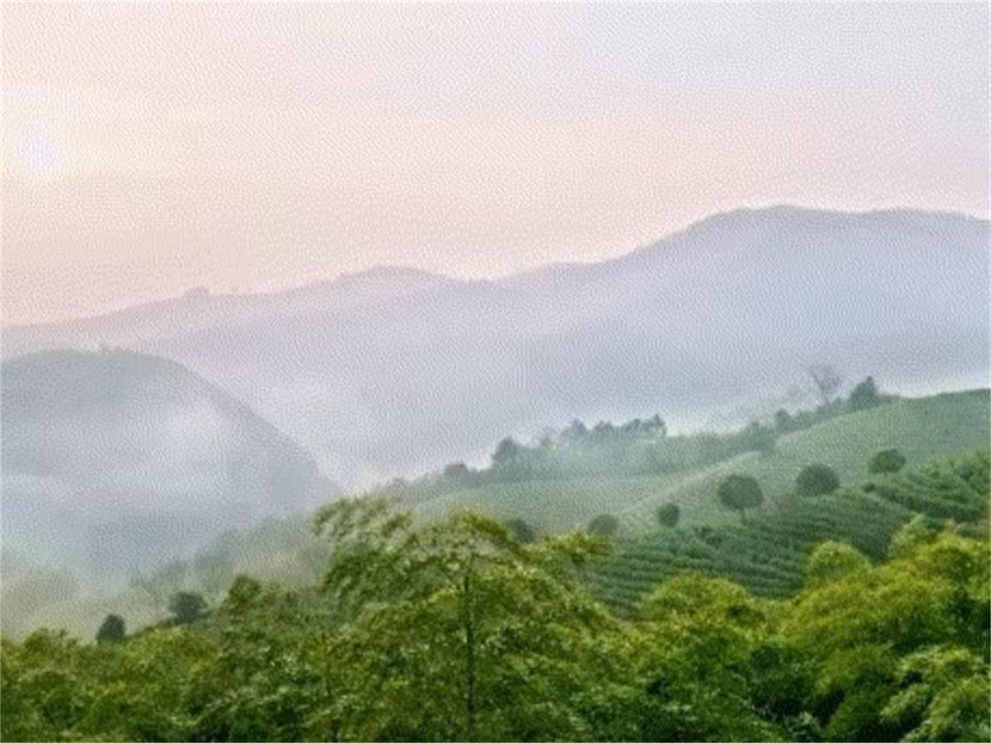 安吉白茶（头采）